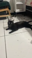 Nico