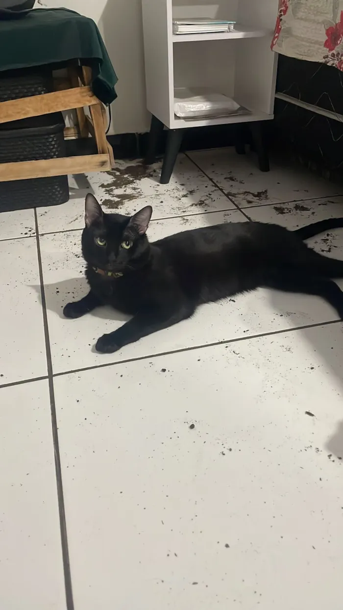 Gato raça SRD-ViraLata idade 7 a 11 meses nome Nico