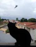Nico