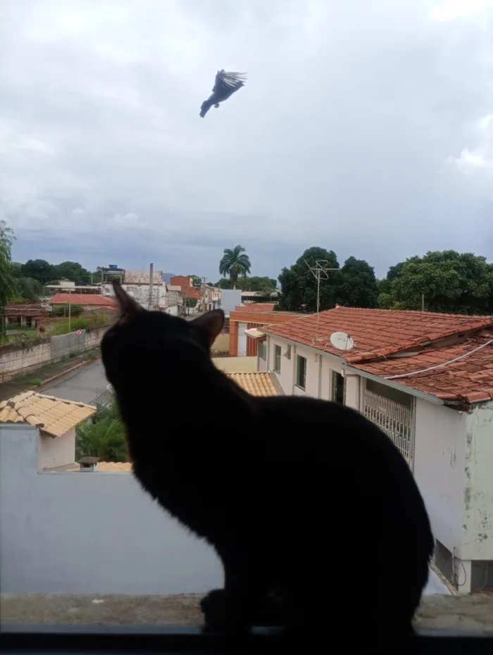 Gato raça SRD-ViraLata idade 7 a 11 meses nome Nico