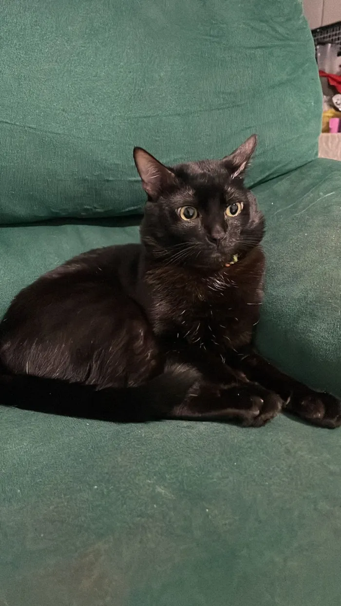 Gato raça SRD-ViraLata idade 7 a 11 meses nome Nico