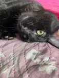 Nico