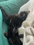 Nico