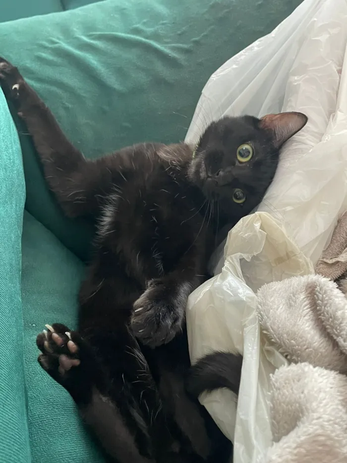 Gato raça SRD-ViraLata idade 7 a 11 meses nome Nico