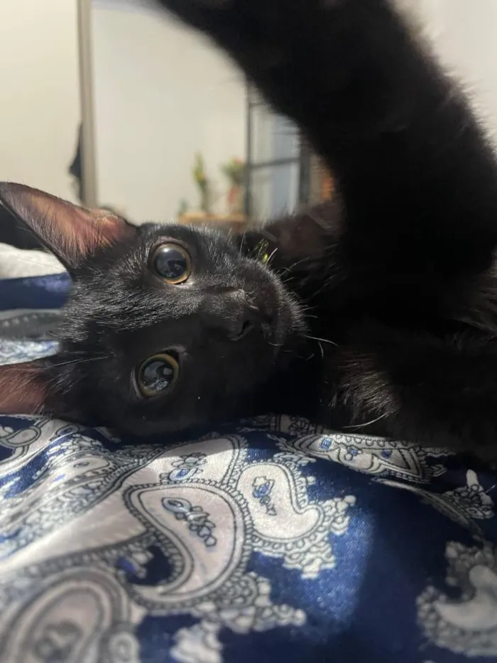 Gato raça SRD-ViraLata idade 2 a 6 meses nome Odara