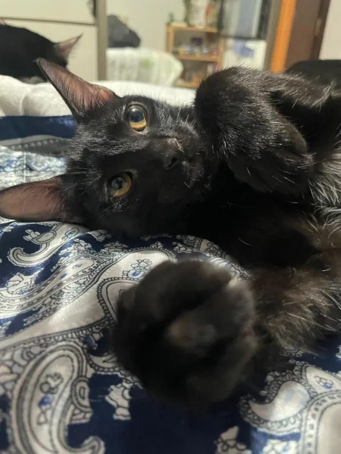 Gato raça SRD-ViraLata idade 2 a 6 meses nome Odara