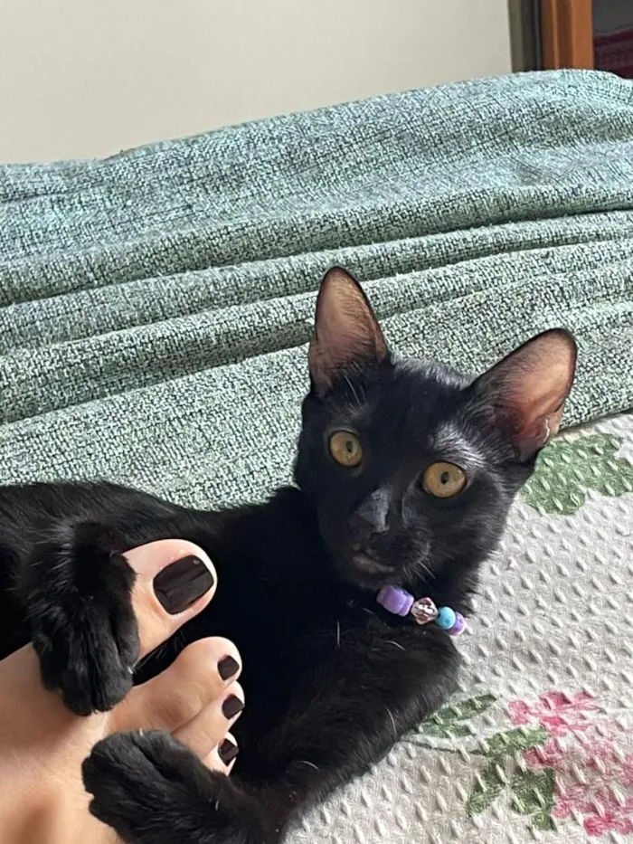 Gato raça SRD-ViraLata idade 2 a 6 meses nome Odara