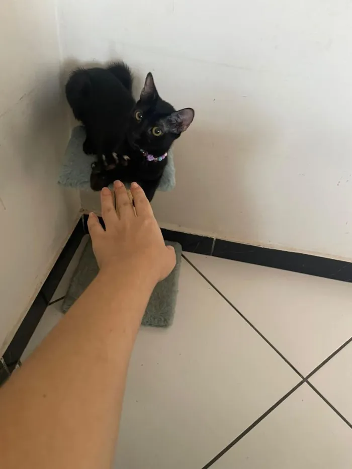 Gato raça SRD-ViraLata idade 2 a 6 meses nome Odara