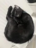 Padê
