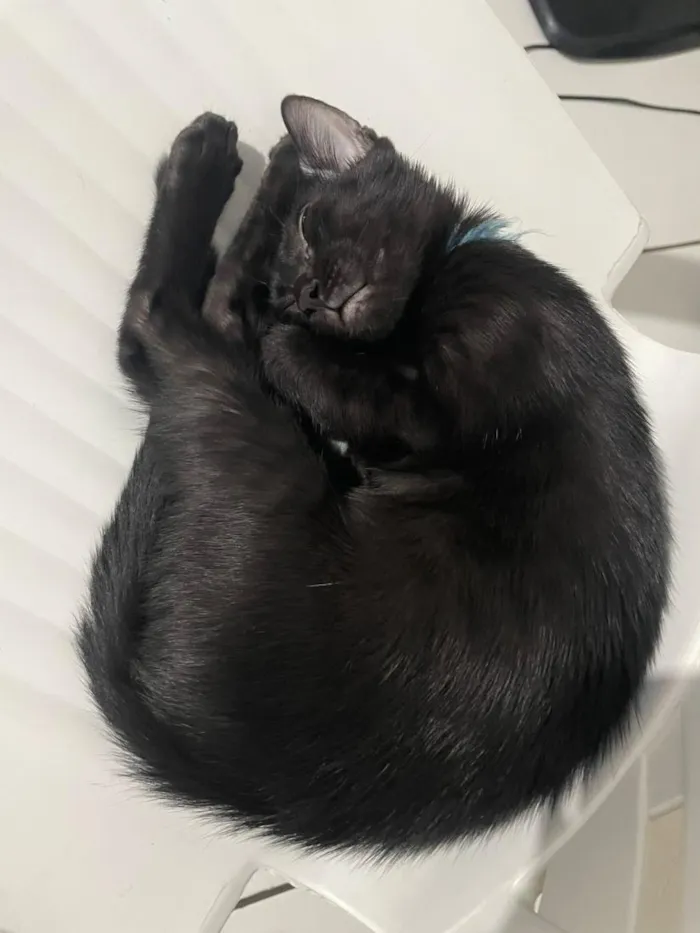 Gato raça SRD-ViraLata idade 2 a 6 meses nome Padê