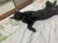 Padê