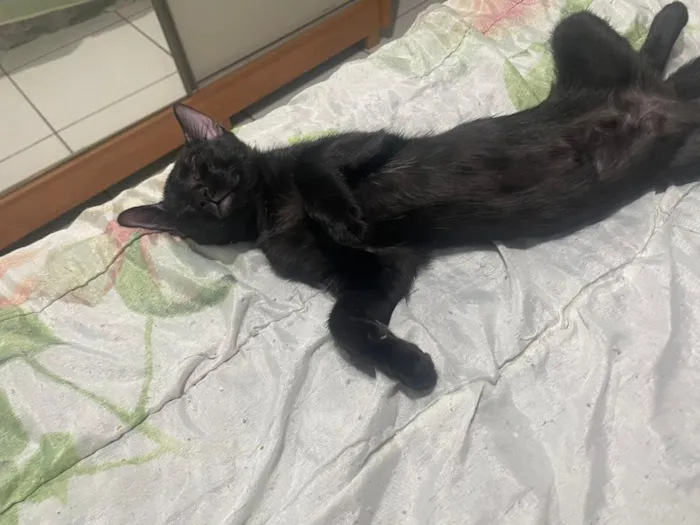 Gato raça SRD-ViraLata idade 2 a 6 meses nome Padê