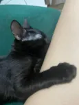 Padê