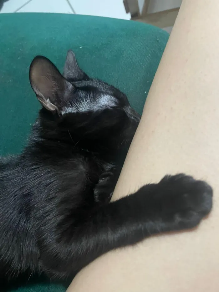 Gato raça SRD-ViraLata idade 2 a 6 meses nome Padê