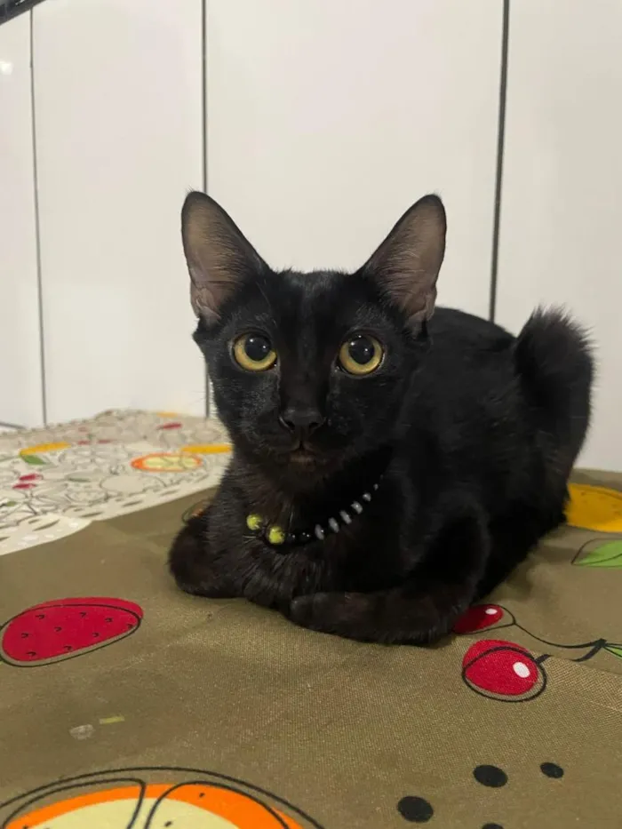 Gato raça SRD-ViraLata idade 2 a 6 meses nome Padê