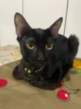 Padê