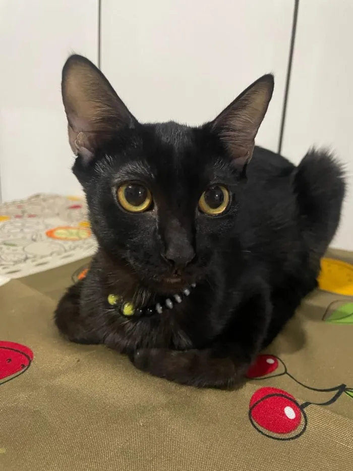 Gato raça SRD-ViraLata idade 2 a 6 meses nome Padê