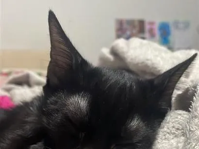 Gato raça SRD-ViraLata idade 2 a 6 meses nome Padê