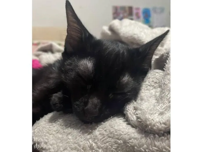 Gato raça SRD-ViraLata idade 2 a 6 meses nome Padê
