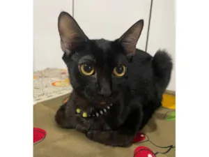 Gato raça SRD-ViraLata idade 2 a 6 meses nome Padê