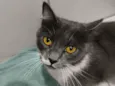 Lua