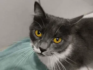 Gato raça SRD-ViraLata idade 7 a 11 meses nome Lua