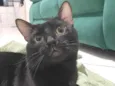 Nico