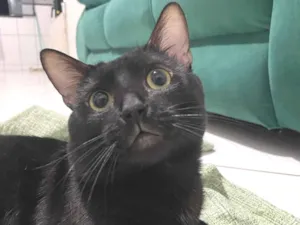 Gato raça SRD-ViraLata idade 7 a 11 meses nome Nico