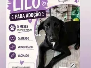 Cachorro raça SRD-ViraLata idade 2 a 6 meses nome Lilo