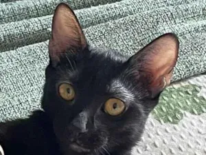 Gato raça SRD-ViraLata idade 2 a 6 meses nome Odara