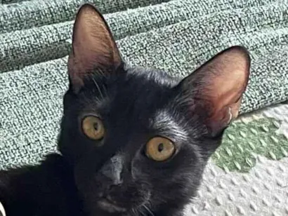 Gato raça SRD-ViraLata idade 7 a 11 meses nome Odara