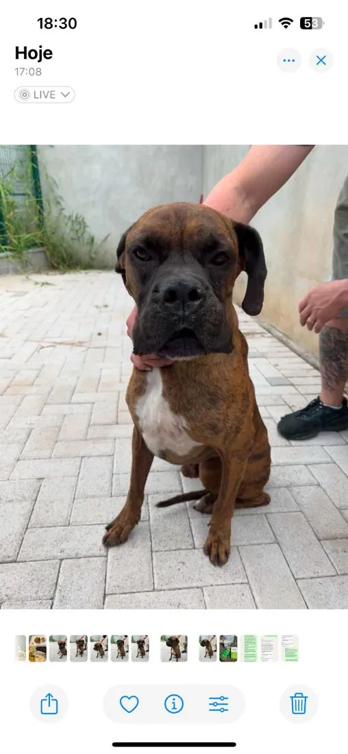 Cachorro raça Boxer idade 5 anos nome Capitão