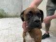 Capitão