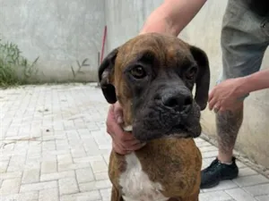 Cachorro raça Boxer idade 5 anos nome Capitão