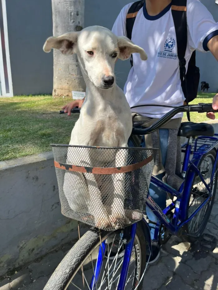 Cachorro raça SRD-ViraLata idade 2 a 6 meses nome pérola 