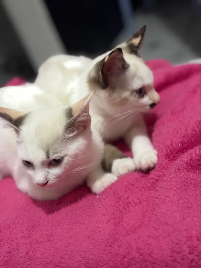Gato raça SRD-ViraLata idade Abaixo de 2 meses nome Tizin e tempestade 