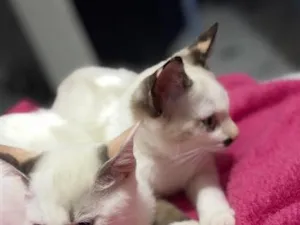 Gato raça SRD-ViraLata idade Abaixo de 2 meses nome Tizin e tempestade 