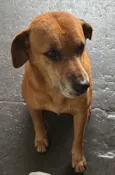 Caramelo
