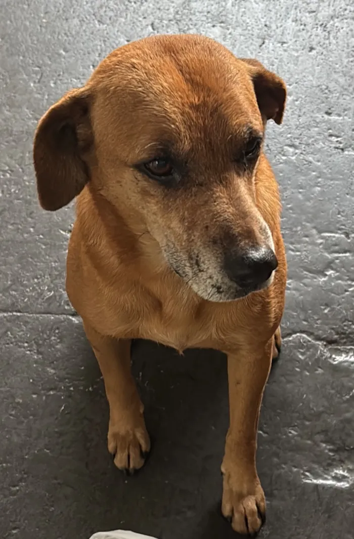 Cachorro raça SRD-ViraLata idade 3 anos nome Caramelo