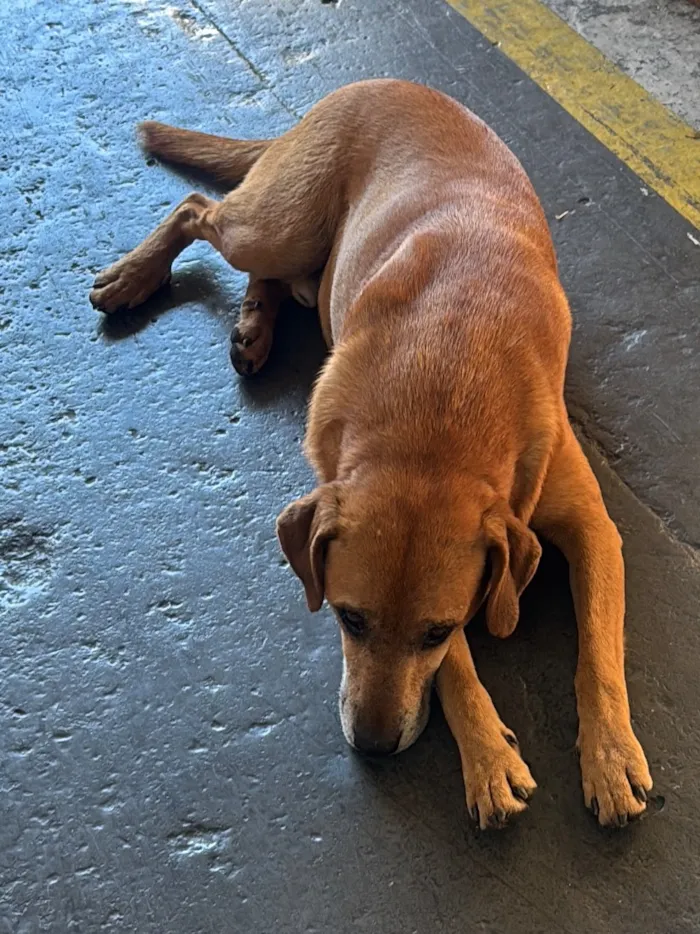 Cachorro raça SRD-ViraLata idade 3 anos nome Caramelo