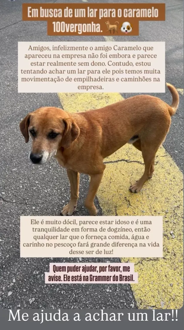 Cachorro raça SRD-ViraLata idade 3 anos nome Caramelo