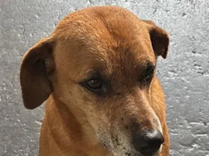 Cachorro raça SRD-ViraLata idade 3 anos nome Caramelo