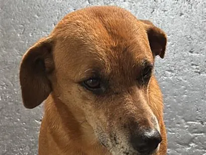 Cachorro raça SRD-ViraLata idade 3 anos nome Caramelo