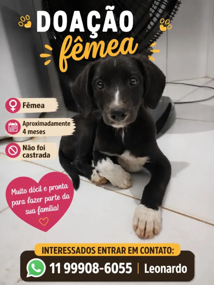 Cachorro raça SRD-ViraLata idade 2 a 6 meses nome A definir