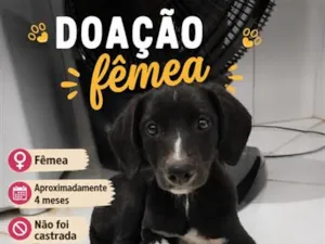 Cachorro raça SRD-ViraLata idade 2 a 6 meses nome A definir