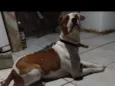 Simba