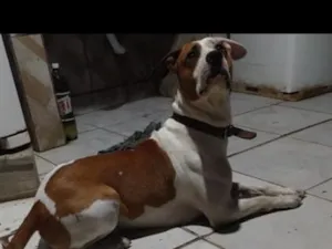 Cachorro raça SRD-ViraLata idade 5 anos nome Simba