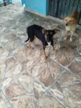 tigrinho 