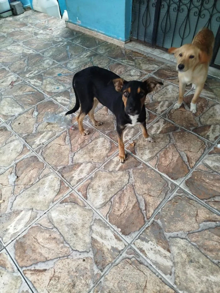Cachorro raça SRD-ViraLata idade 7 a 11 meses nome tigrinho 