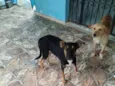 tigrinho 